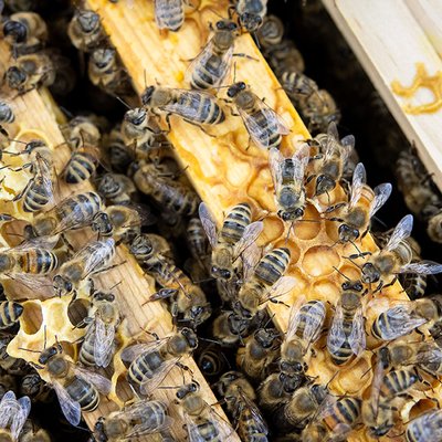 AVACON Bienen – die neuen Energiebündel auf dem Betriebsgelände von Avacon in Lüneburg